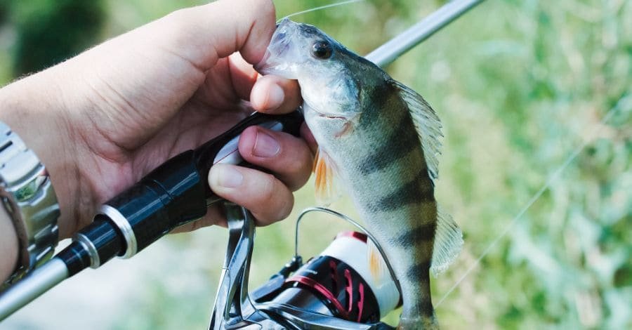 Por que a pesca predatória é prejudicial